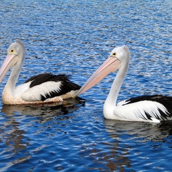 Birds