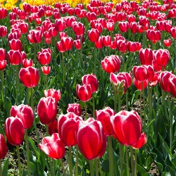 Flowers and Trees