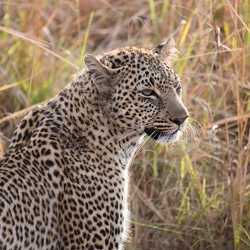 Kenya