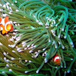Underwater